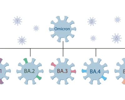 The omicron variant of COVID-19's family tree.