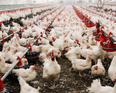 Hundreds of chickens in a chicken feeding factory 