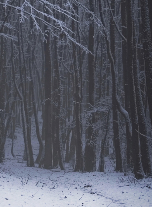 dark forest in winter By andreiuc88